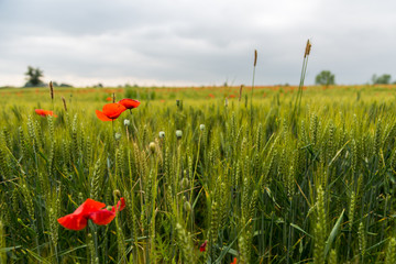 Campo di grano e papaveri