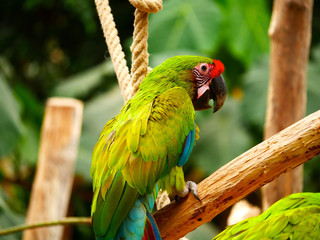 Perroqiet