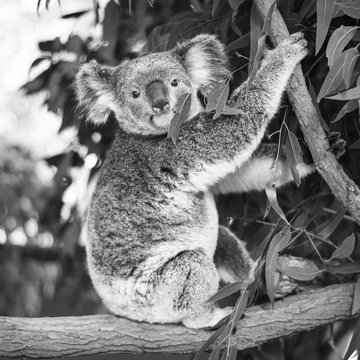 Koala in a eucalyptus tree. Black and White