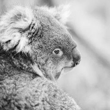 Koala in a eucalyptus tree. Black and White 