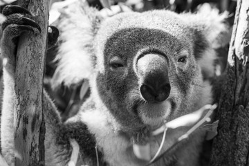 Koala in a eucalyptus tree. Black and White