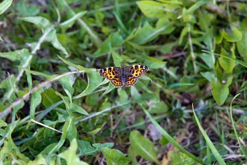 Butterfly in green grass