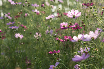  Cosmos in full bloom