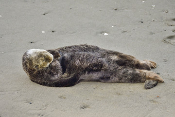 California Sea Otter