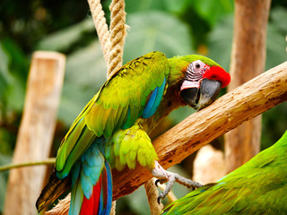 Perroqiet © photoloulou91