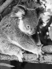 Koala in a eucalyptus tree. Black and White