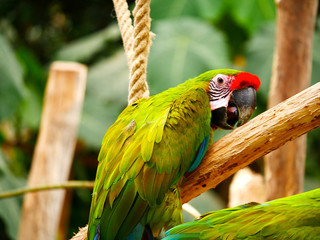 Perroqiet © photoloulou91