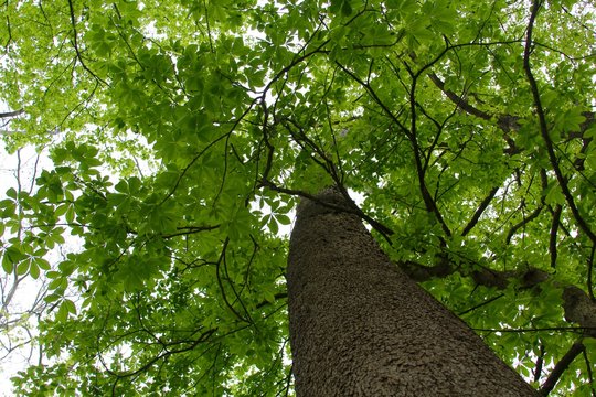 Underneath The Green Leaves Of The Spring Tree.