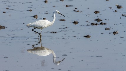 Little egret bird looking for food