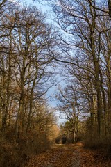 Autumn path in the oak forest