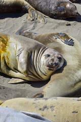 Northern Elephant Seal