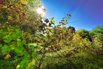 Vineyard in the hills