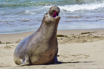 Naklejka premium Northern Elephant Seal