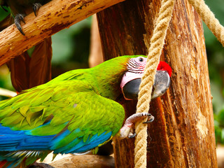 Perroqiet © photoloulou91