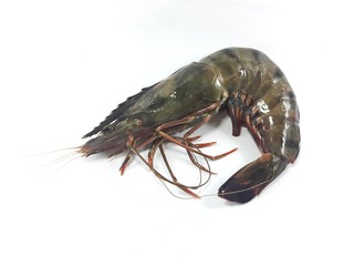 Tiger prawn