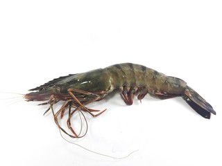Tiger prawn isolated on white background