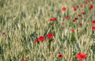 Naklejka premium Red poppies with sky