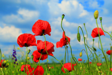 Obraz premium czerwony mak i dzikie kwiaty