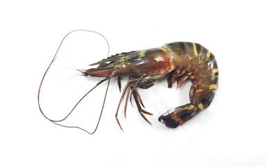 Tiger prawn