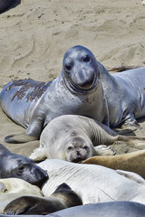 Northern Elephant Seal