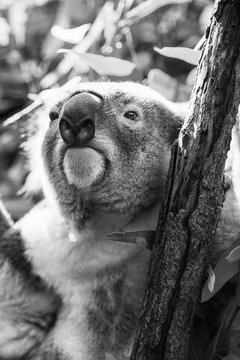 Koala in a eucalyptus tree. Black and White