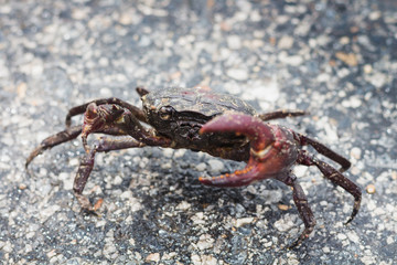 crab close up it protect self from any harm