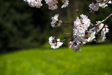 Spring blooming accent