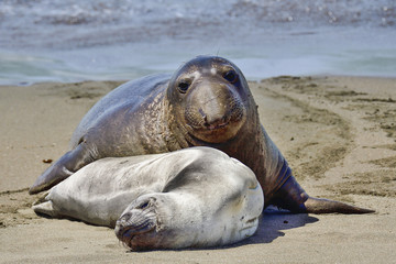 Northern Elephant Seal