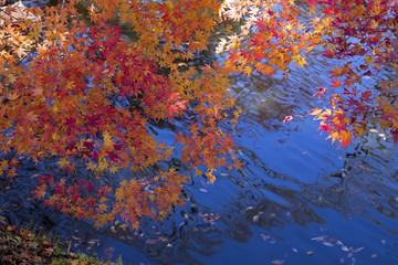 Fototapeta na wymiar 紅葉と美しい水