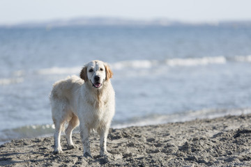 Dog on a beach looking at the camera.