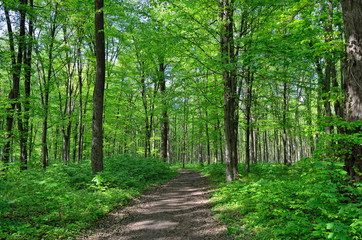 Slender trees in young forest green in summer