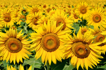 Fototapeta premium Young sunflowers bloom in field against a blue sky