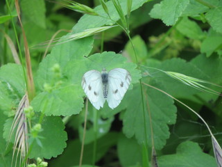 Pieris rapae