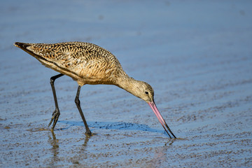 Marbled godwit