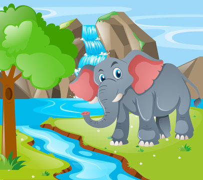 Wild elephant by the waterfall