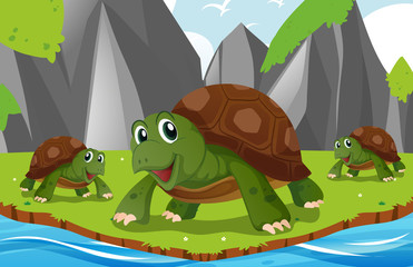 Naklejka premium Turtles living by the river