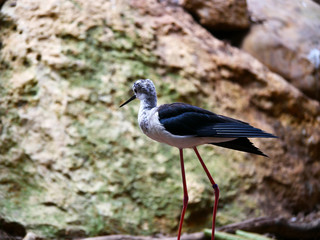 oiseau