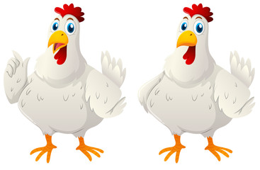 Two white hens on white background