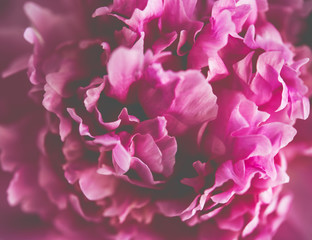 pink peony flower petals macro shot, elegant natural floral wedd