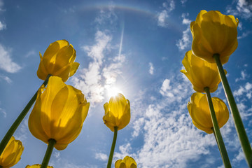 Yellow tulips on flowerbed against the cloudy sky from the lower point of view.