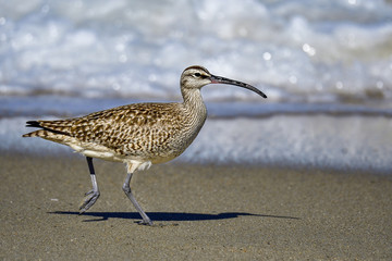 Whimbrel