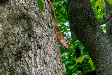 Red squirrel on the tree in the park