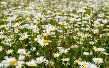 Margeritenfeld im sommer