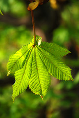 Kastanienblatt
Ein junges Kastanienblatt in der Morgensonne.
