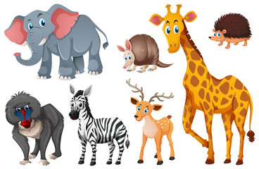 Obraz na płótnie Canvas Many types of wild animals