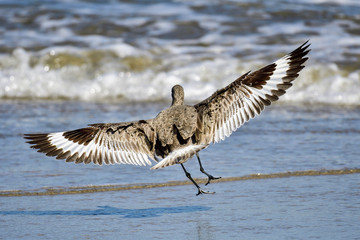 Willet