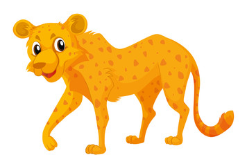 Cute cheetah on white background