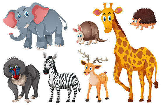 Many types of wild animals