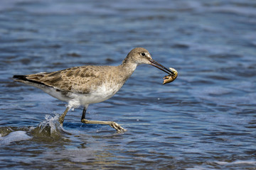 Willet