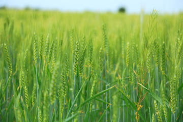 green wheat closeup
